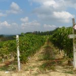 Il vigneto dove inizia la discesa nella valle